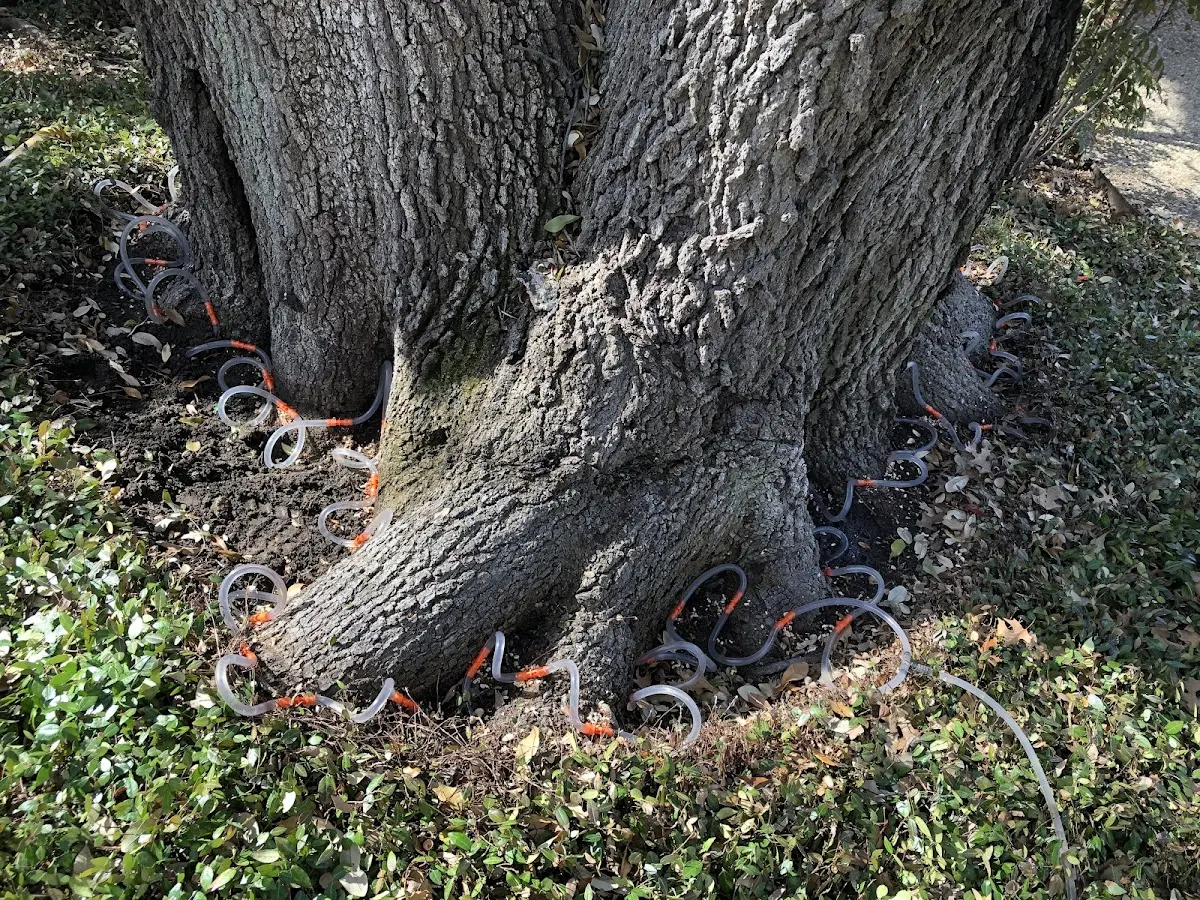 Detailed Tree Cabling and Bracing job site in Wood Ridge