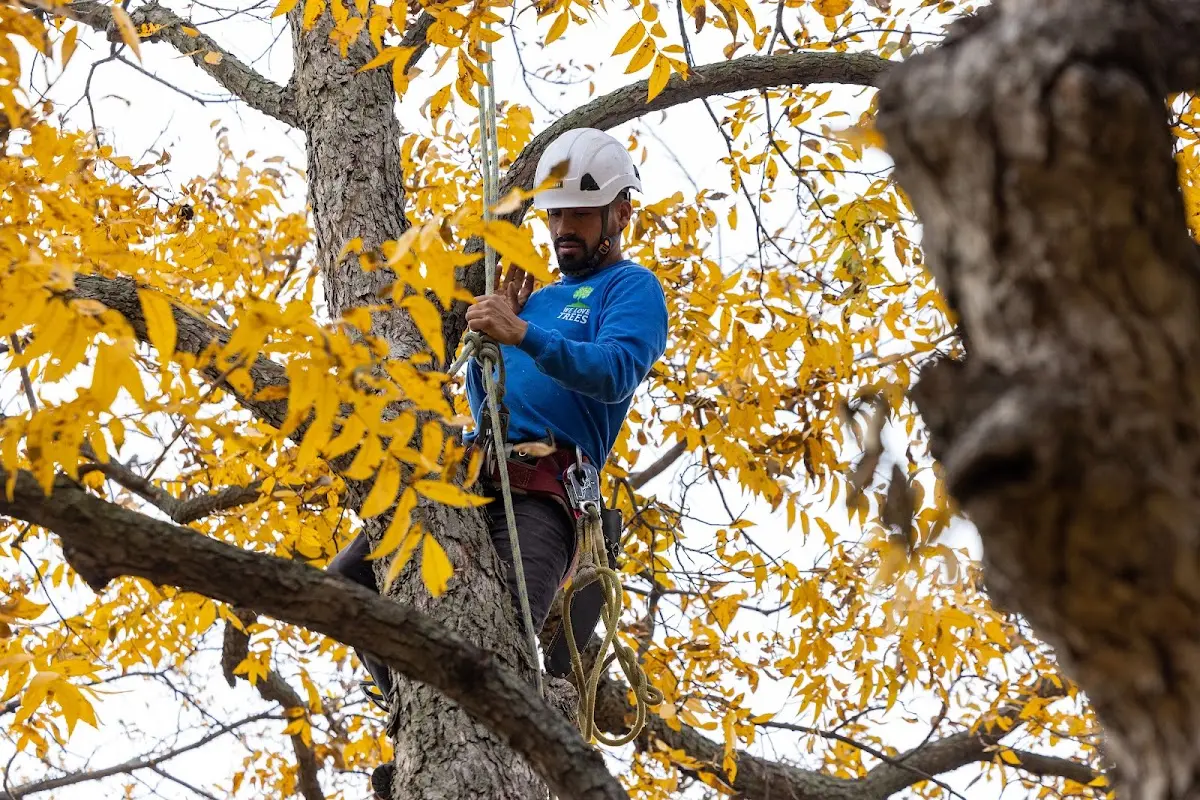 Skilled Tree Pruning crew working in Wood Ridge