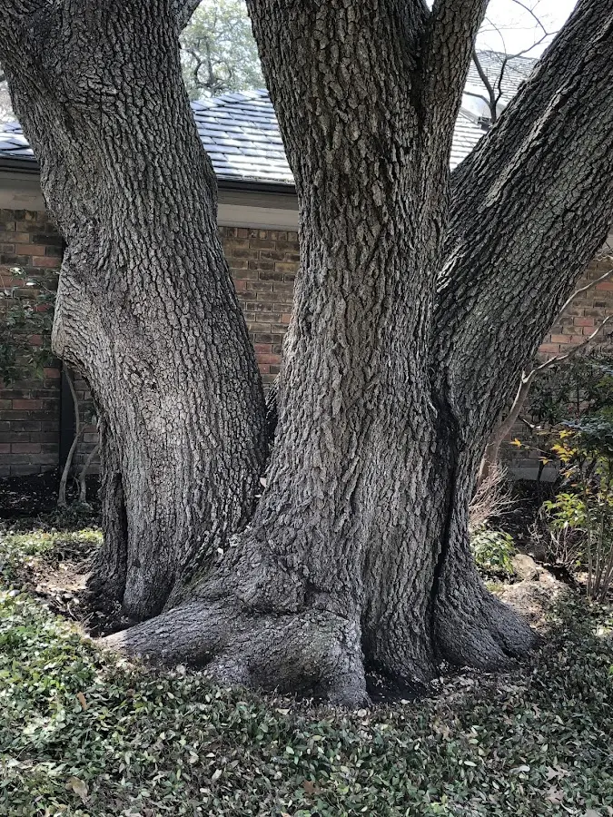 Mature heritage tree close to a Wood Ridge property cared for by certified arborists